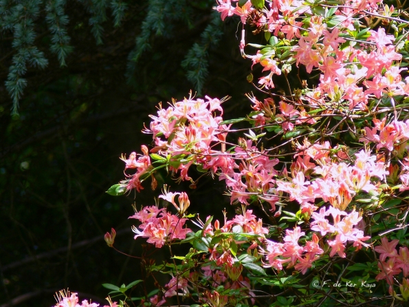 Bois des Moutiers (90) Juin 2012